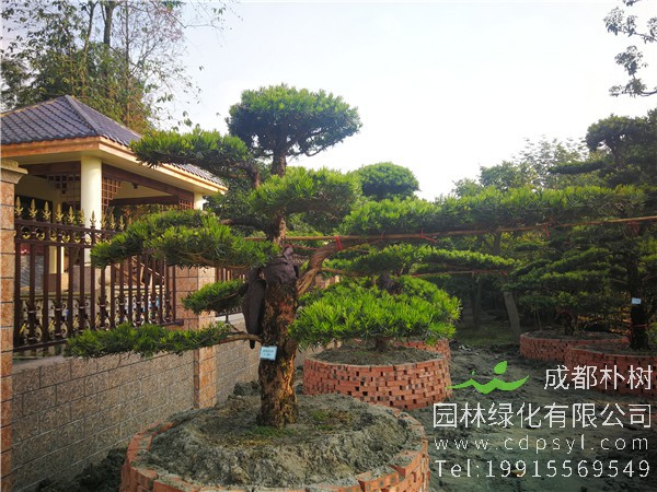 造型罗汉松图片